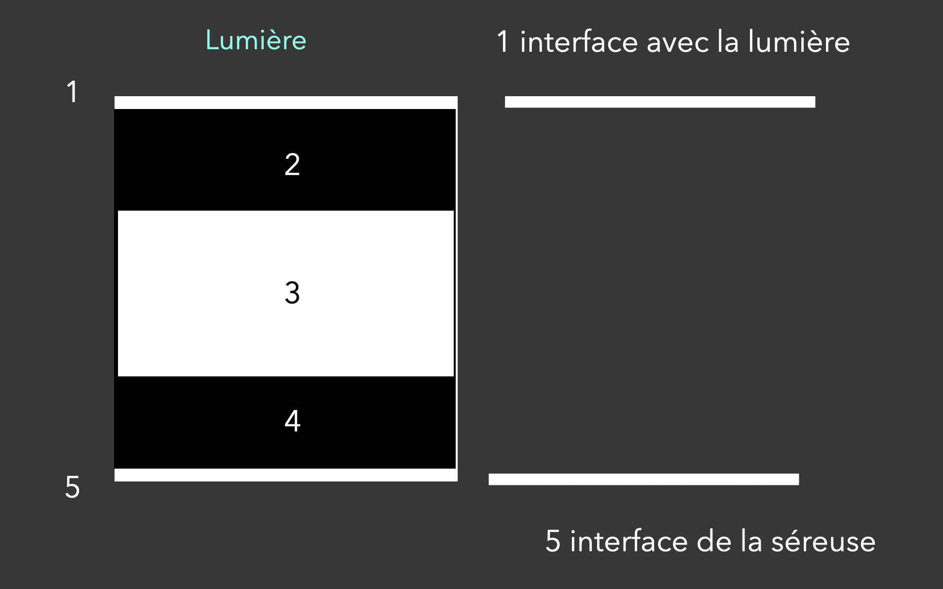 les 5 couches en échographie